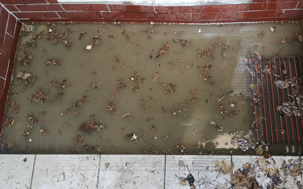 Zanieczyszczona studzienka deszczowa Zalana studzienka pełna wody i nieczystości organicznych.